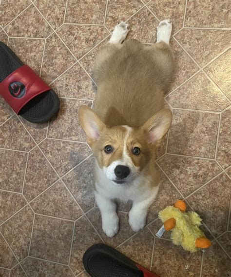 Pup sandy .